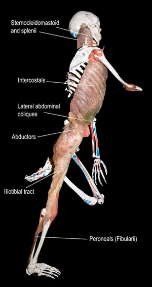 Fascija - Thomas Myers