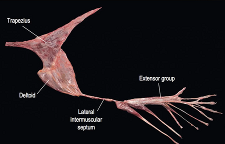 Fascija - Thomas Myers