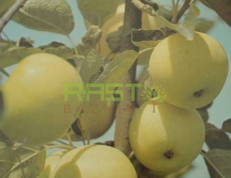 Ni vsako jabolko zdravo