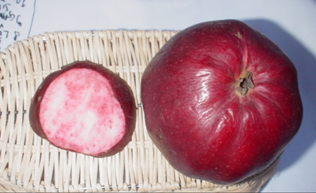 Ni vsako jabolko zdravo