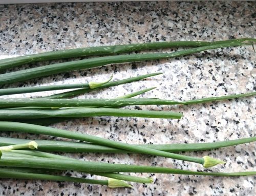 Čebulni cvetovi – recepti